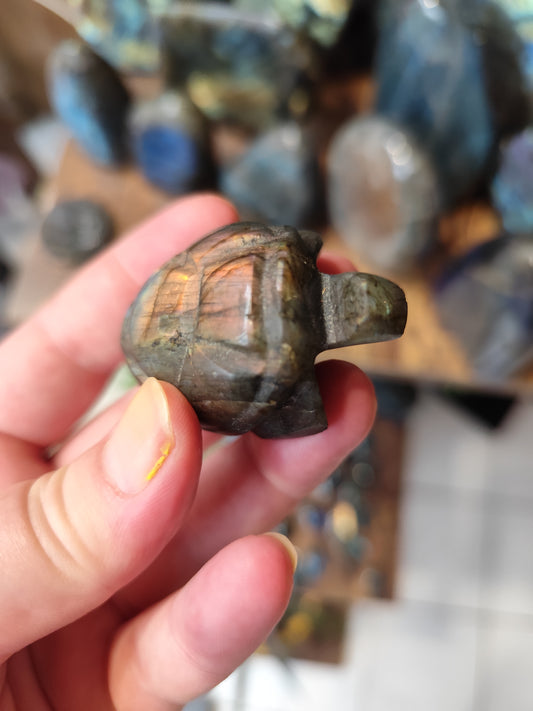 Tortue Labradorite 3